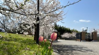 桜満開