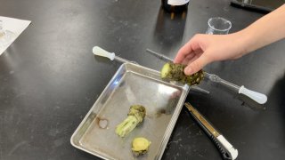 【中２理科】科学自由研究！