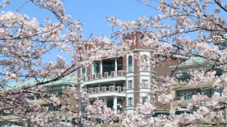 片山学園の桜の秘密