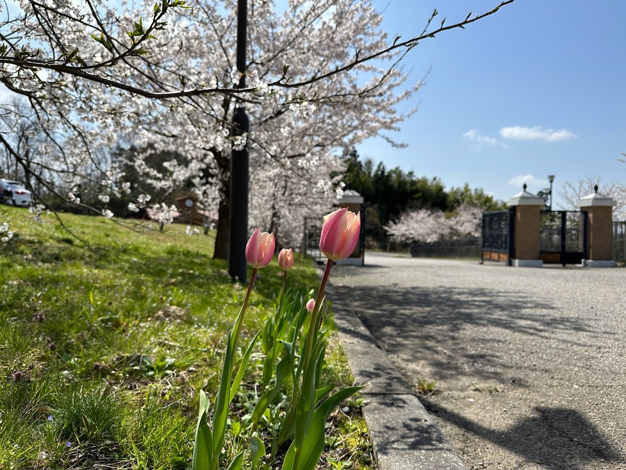 桜満開