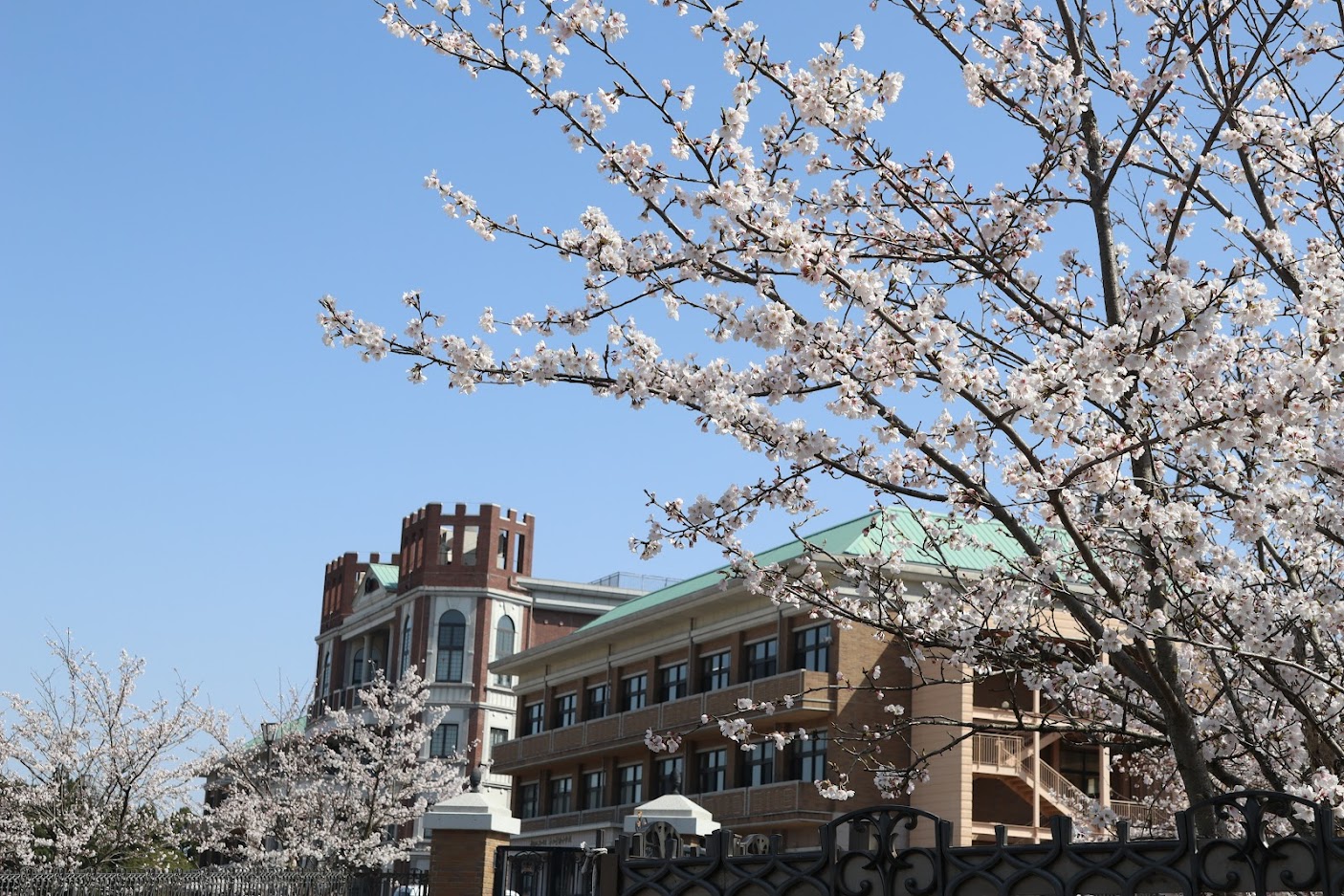 桜満開